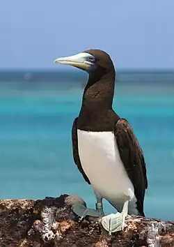 male S. l. plotus, French Frigate Shoals