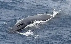 Bryde's whale