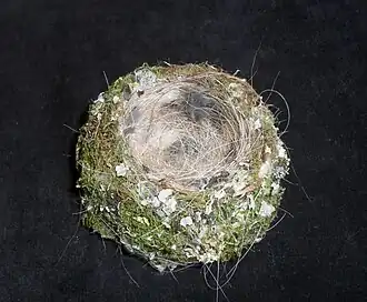 Nest of a chaffinch