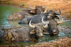 Wallowing in mud, Sri Lanka