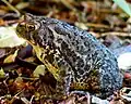 Closeup of the Eastern American toad