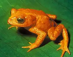 The species Bufo periglenes (Golden Toad) was last reported in 1989