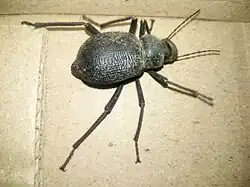 Tenebrionid beetle in the Thar Desert ]]