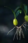 Pseudobulb of Bulbophyllum nutans, from a single internode