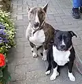 A Staffordshire Bull Terrier (right) is easy to tell apart from a Bull Terrier.