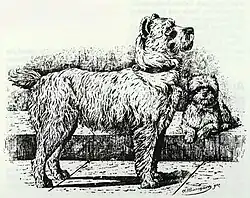 black-and-white drawing of two rough-haired dogs, a large one standing, a smaller one sitting