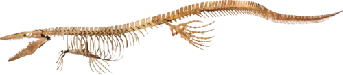 Skeleton of Tylosaurus proriger from the Academy of Natural Sciences in Philadelphia