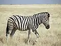 Burchell's zebra