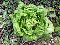 A butterhead lettuce