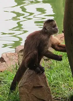 Brown monkey