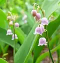 'Rosea'