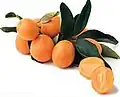 Kumquat