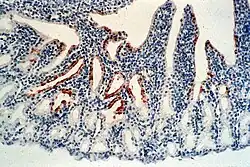 Newcastle disease virus in the conjunctiva of a chicken