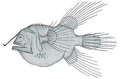 Fanfin angler Caulophryne jordani