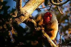 Brown monkey with red face
