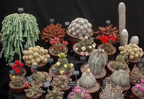 Cacti ornamental at Hampton Court Flower Show