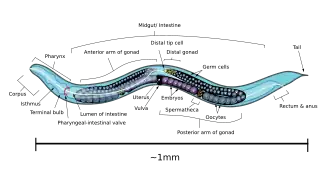 Lateral (left) side anatomical diagram of an adult-stage hermaphrodite