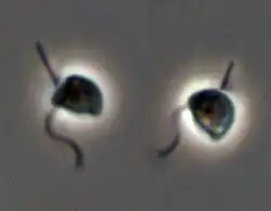 Two living C. roenbergensis. Light micrograph. The cells are about 6 µm long. The anterior flagellum beats with an undulating pattern, the posterior (recurrent or smooth) flagellum usually holds the cell to the substrate.