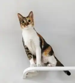 Calico cat with tabby markings (Caliby/Tabico)