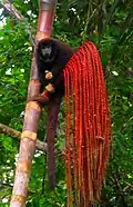 Brown monkey