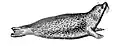 Common seal