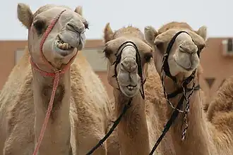 Dromedaries at the city's Camel Market. The camel is important to the cultures of Arabia, the Middle East, and elsewhere.[83]