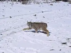 A Canada lynx walking on snow