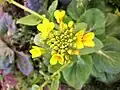 Canola flower