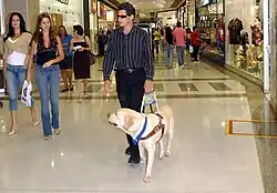 Man walks through mall, holding onto harnessed yellow lab