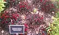 Capsicum annuum Explosive Embers