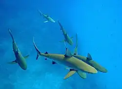 Photo of dozens of sharks swimming in shallow water over pink coral