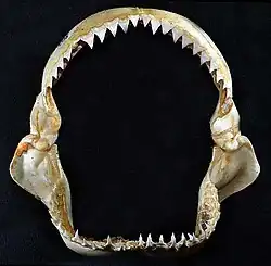 Jaws