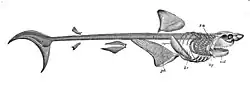 Drawing of white shark skeleton