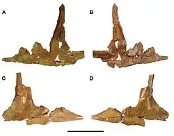 Photograph of the jugals (cheekbones) of Carcharodontosaurus saharicus in side view.