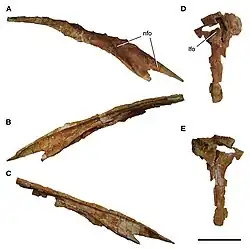Photograph of the nasal (nose bone) and lacrimal (front brow bone) of Carcharodontosaurus saharicus in side view.