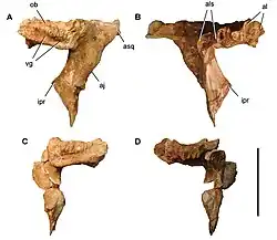 Photograph of the postorbital (brow bone) of Carcharodontosaurus saharicus in side view.