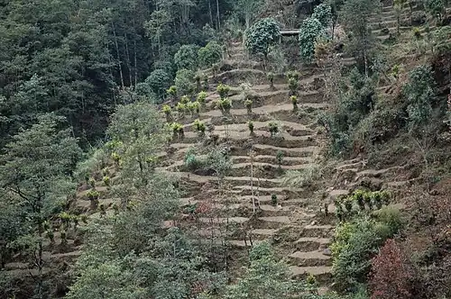 Terraced cardamom plants in India