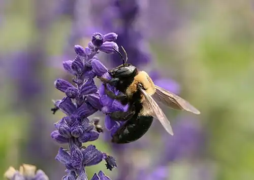 X. virginica in the United States