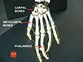 Phalanges