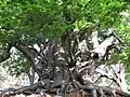 Sweet chestnut in the Sierra Real of Istán, Spain