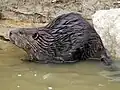 A wet rodent with coarse dark brown fur standing in water.