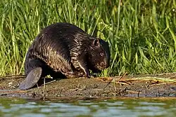 A beaver on a water bank