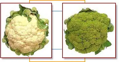 White and green cauliflower