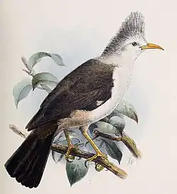 Dark bird with white head and long, slender, curved beak