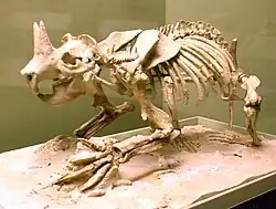 Assembled rodent skeleton on display