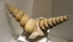Cerithium shells