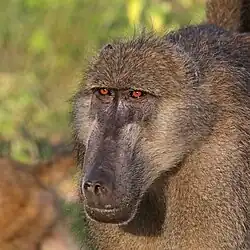 Female P.&nbsp;u. griseipes Chobe