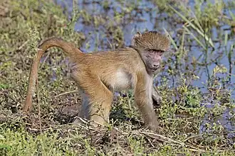 Juvenile P.&nbsp;u. griseipes Chobe