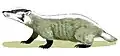Chamitataxus avitus