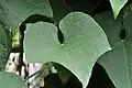 Chayote leaf (Vietnam)